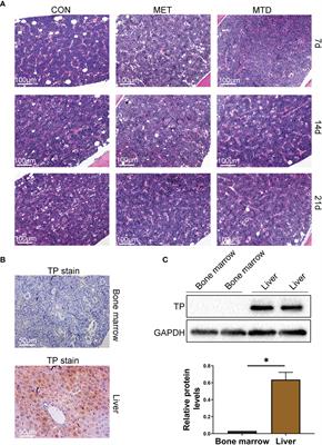 Capecitabine Can Induce T Cell Apoptosis: A Potential Immunosuppressive Agent With Anti-Cancer Effect